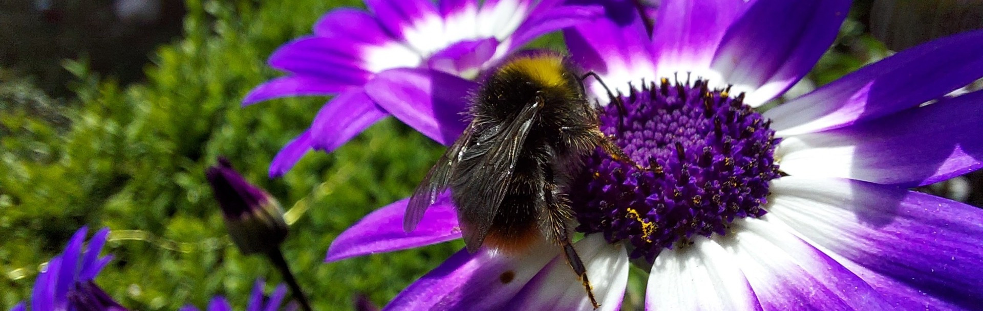 Bee on violet flower