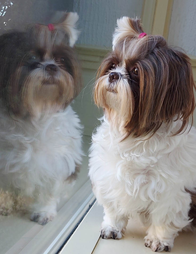 Canine Angel