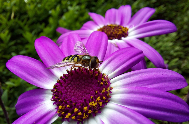 Bee on  purple flower