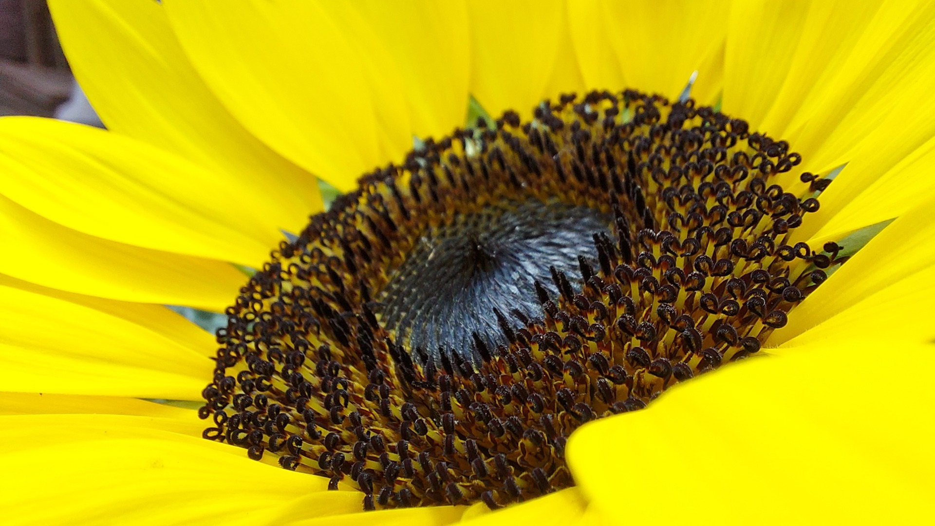 Yellow flower