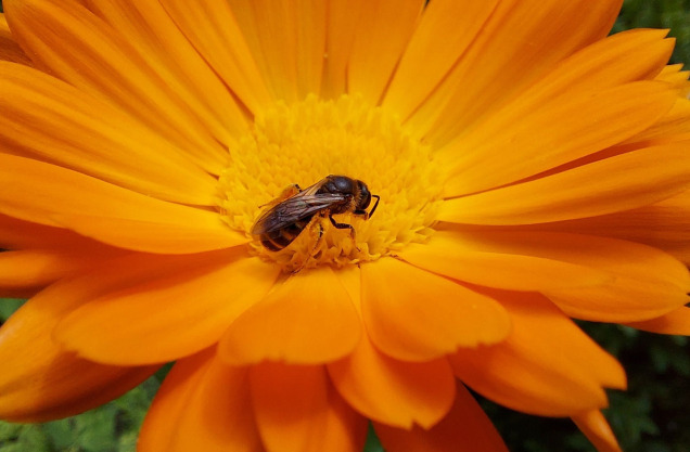 Bee in yellowish flower