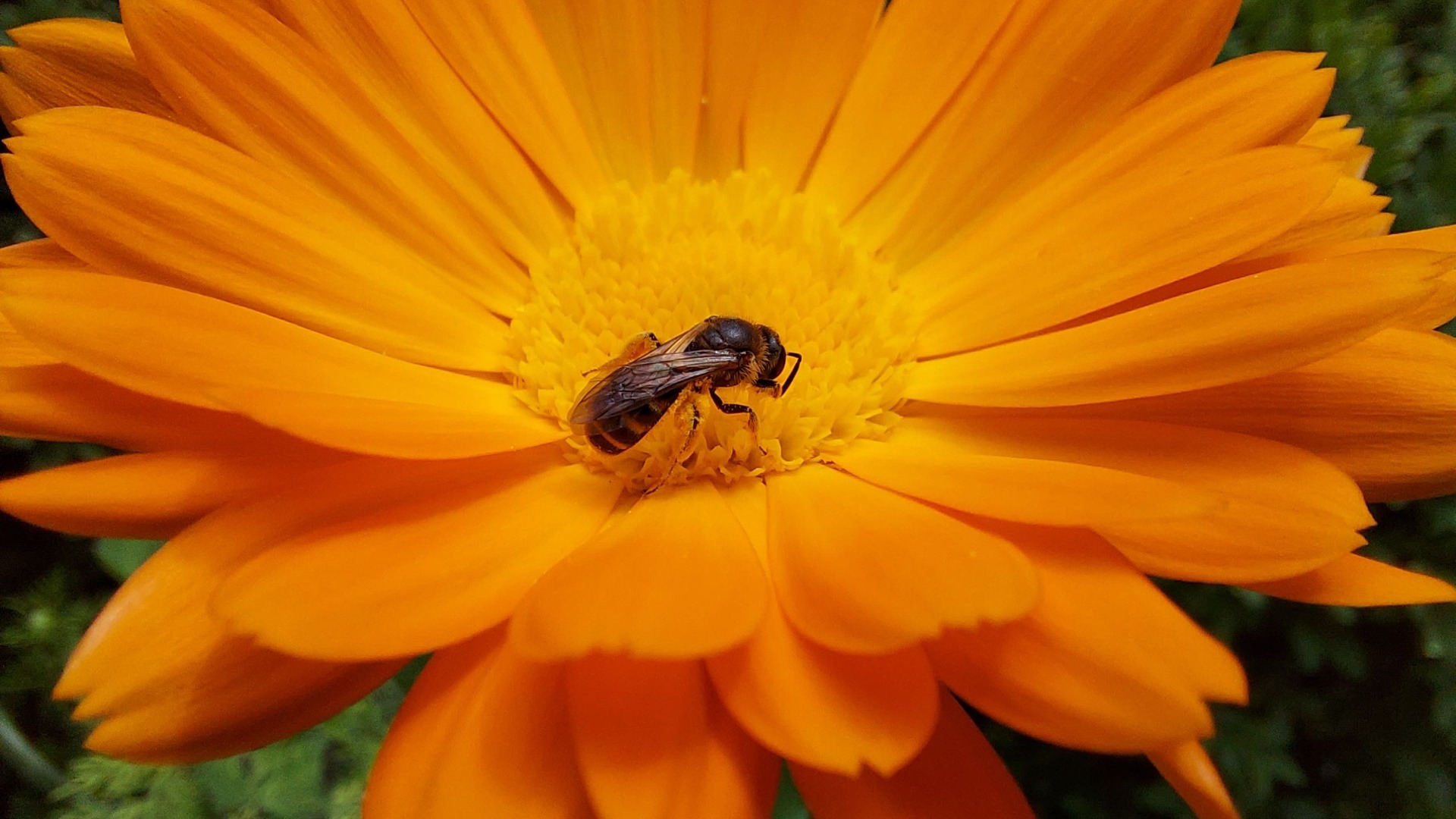 Bee on orange flower
