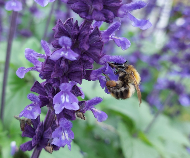 Bee on violet flowers