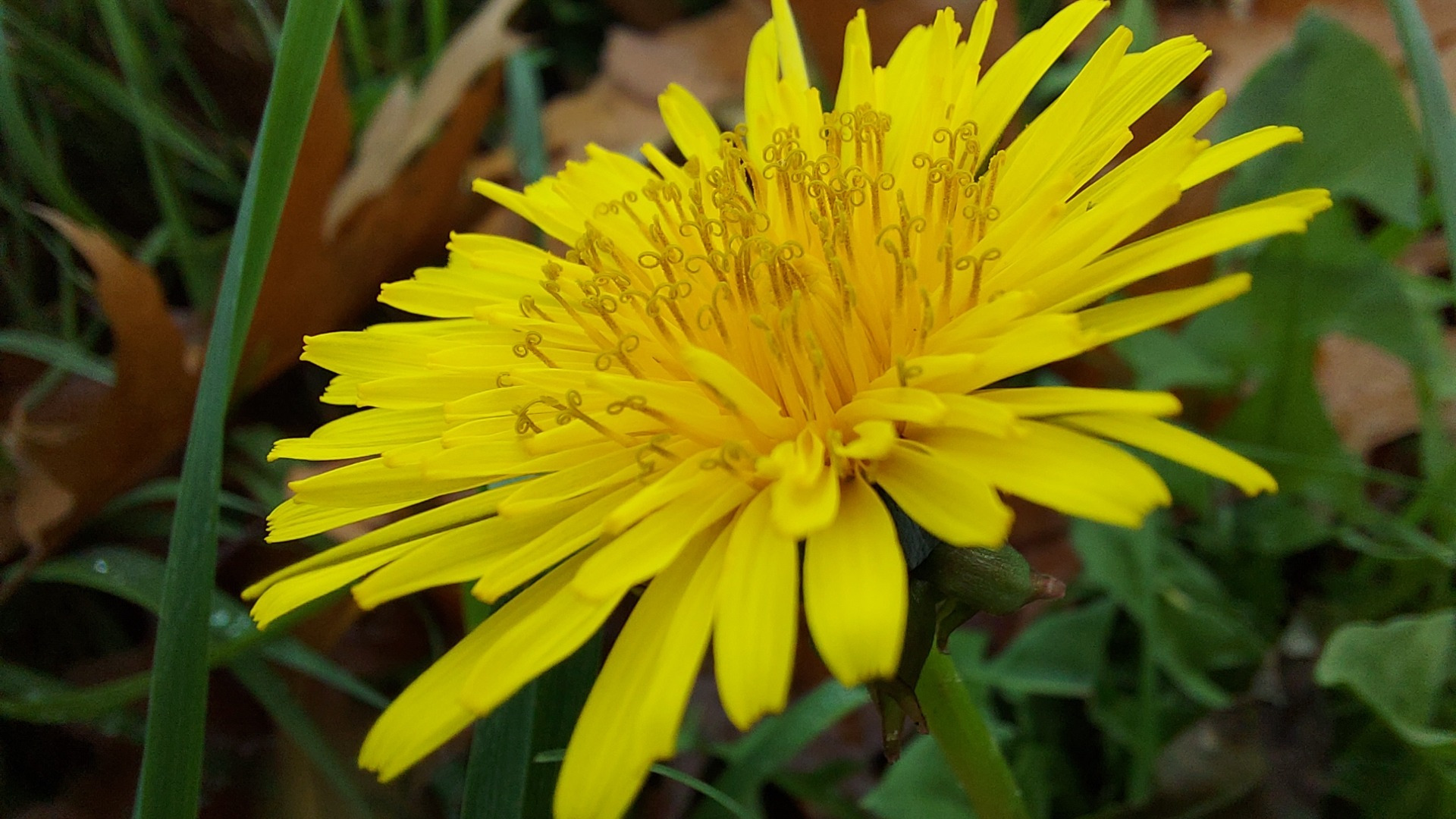 Yellow flower