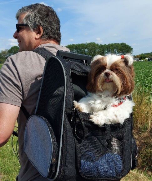 Anjo canino numa mochila