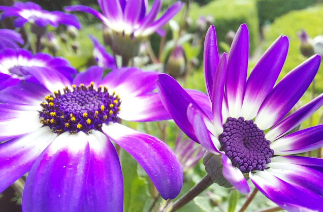 Violet flowers - Soul Reading