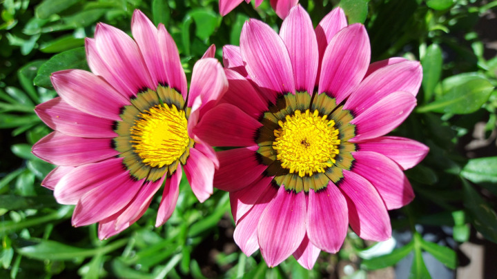 Pink flower- Blog and Messages